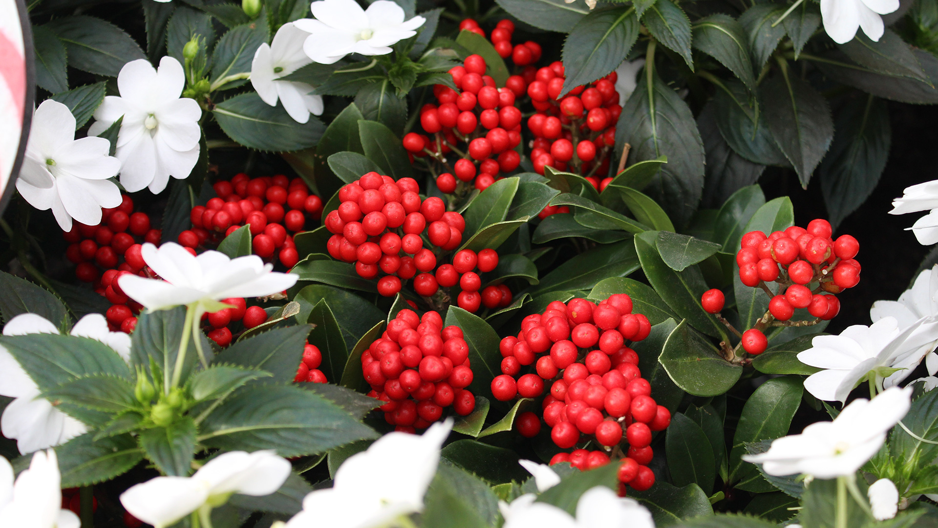 Japanese Skimmia (<i>Skimmia japonica</i>)