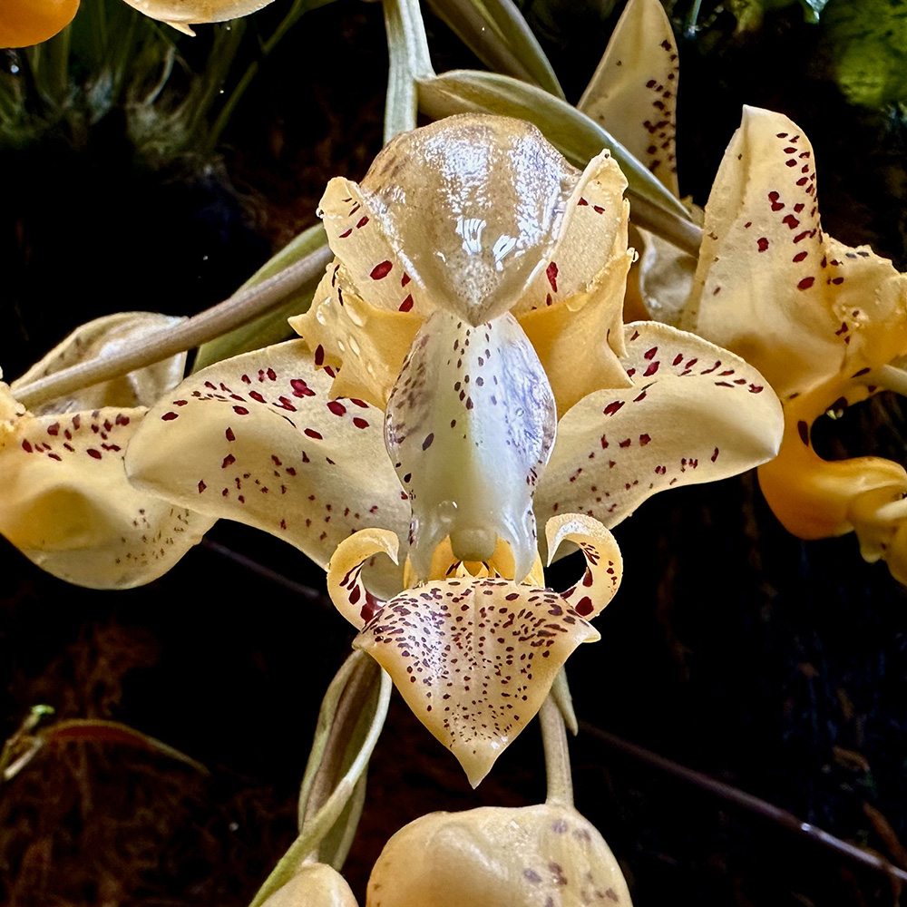Jenisch's Stanhopea &lt;i&gt;(Stanhopea jenischiana)&lt;/i&gt;