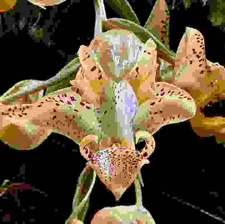 Jenisch's Stanhopea &lt;i&gt;(Stanhopea jenischiana)&lt;/i&gt;