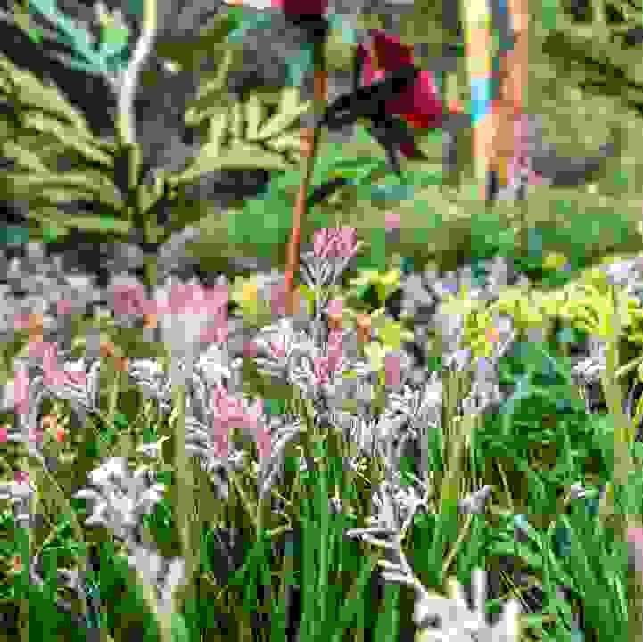 Kangaroo Paws  (&lt;i&gt;Anigozanthos&lt;/i&gt;&nbsp;spp. and cultivars)