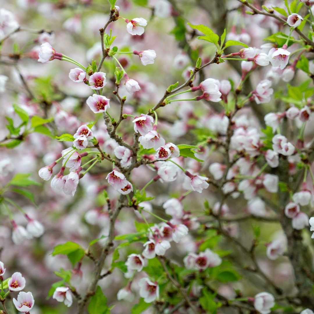 Prunus incisa 'Kojo-no-mai'