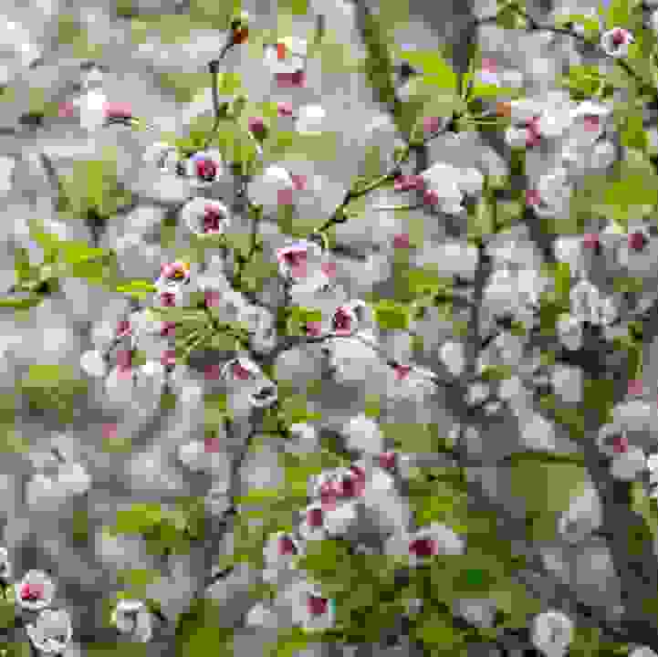 Prunus incisa 'Kojo-no-mai'