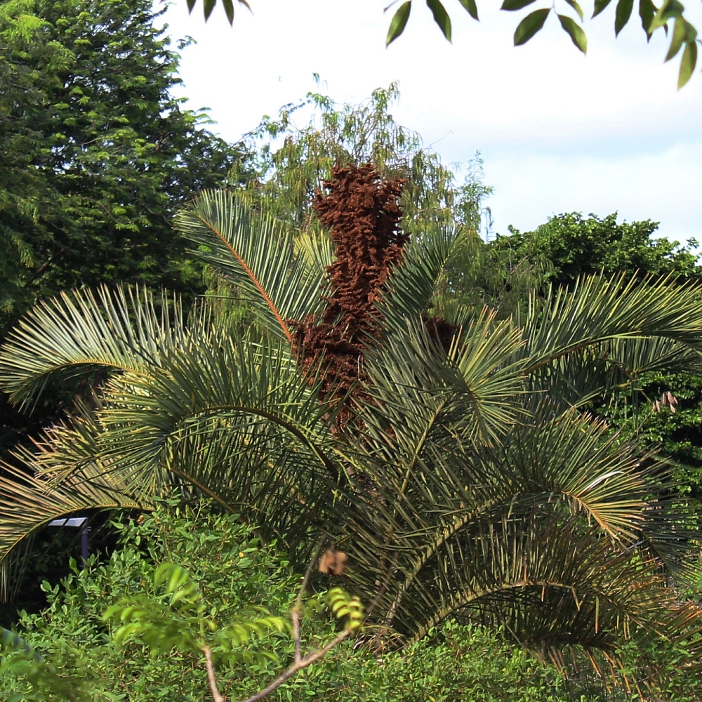 Kosi palm (&lt;i&gt;Raphia australis&lt;i&gt;)