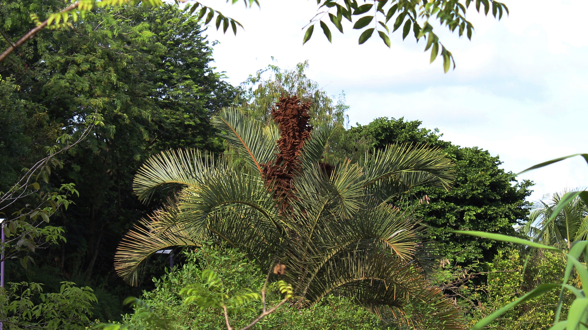 Kosi palm (<i>Raphia australis<i>)