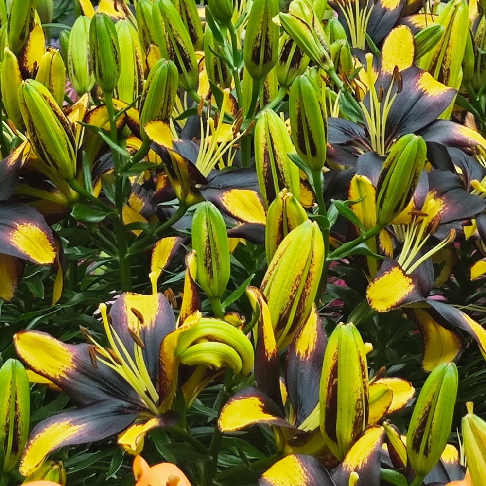 <i>Lilium</i>'Tiny Massive' 