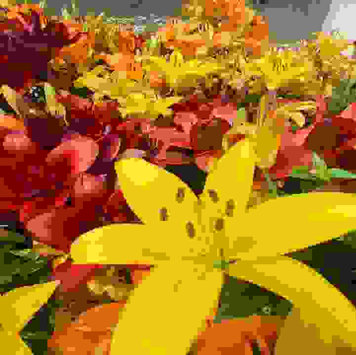 Lily (Lilium species and hybrids)