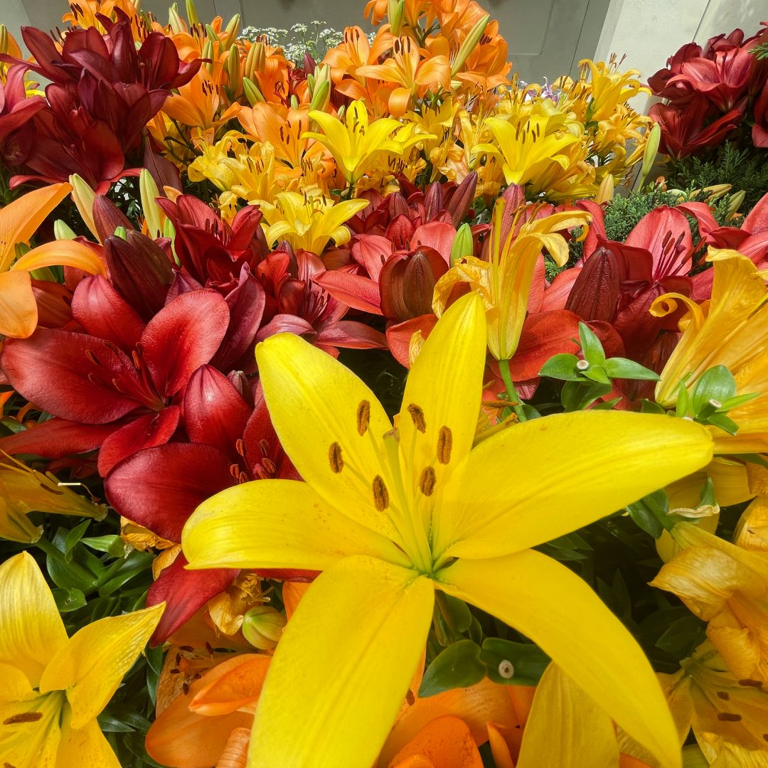 Lily (Lilium species and hybrids)