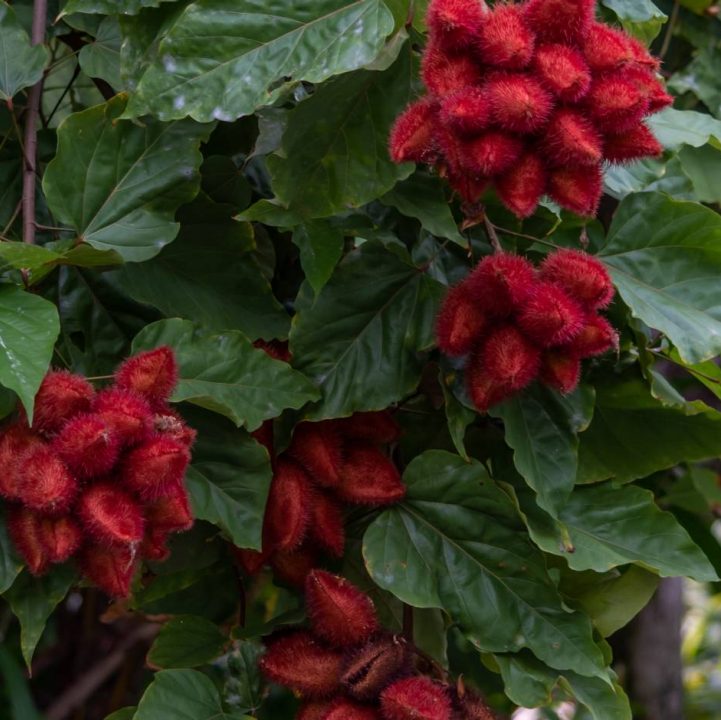 Lipstick Tree &lt;i&gt;(Bixa orellana)&lt;i/&gt;