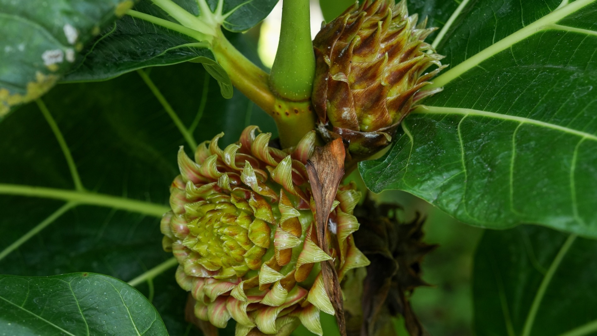 Lowland Breadfruit Fig <i>(Ficus brusii)</i>