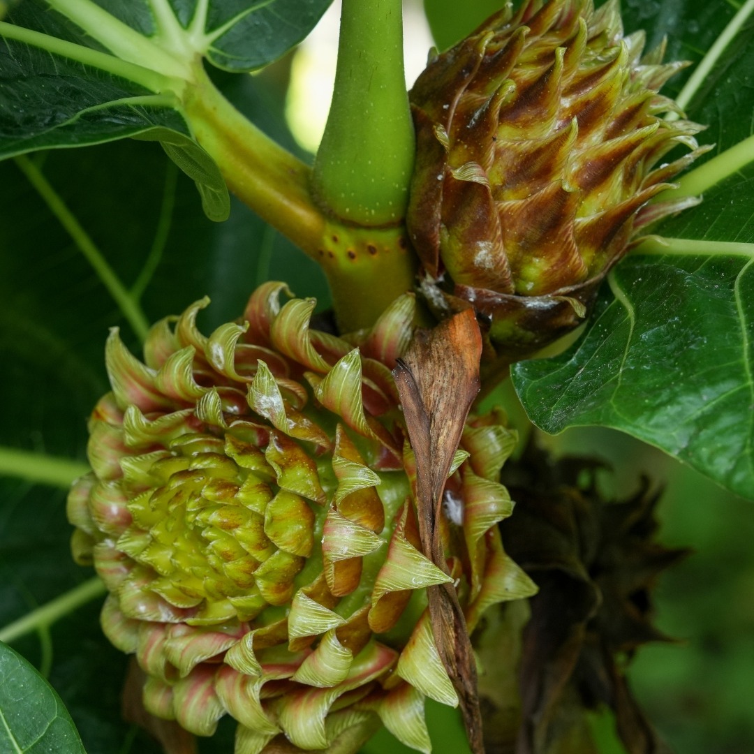 Lowland Breadfruit Fig <i>(Ficus brusii)</i>