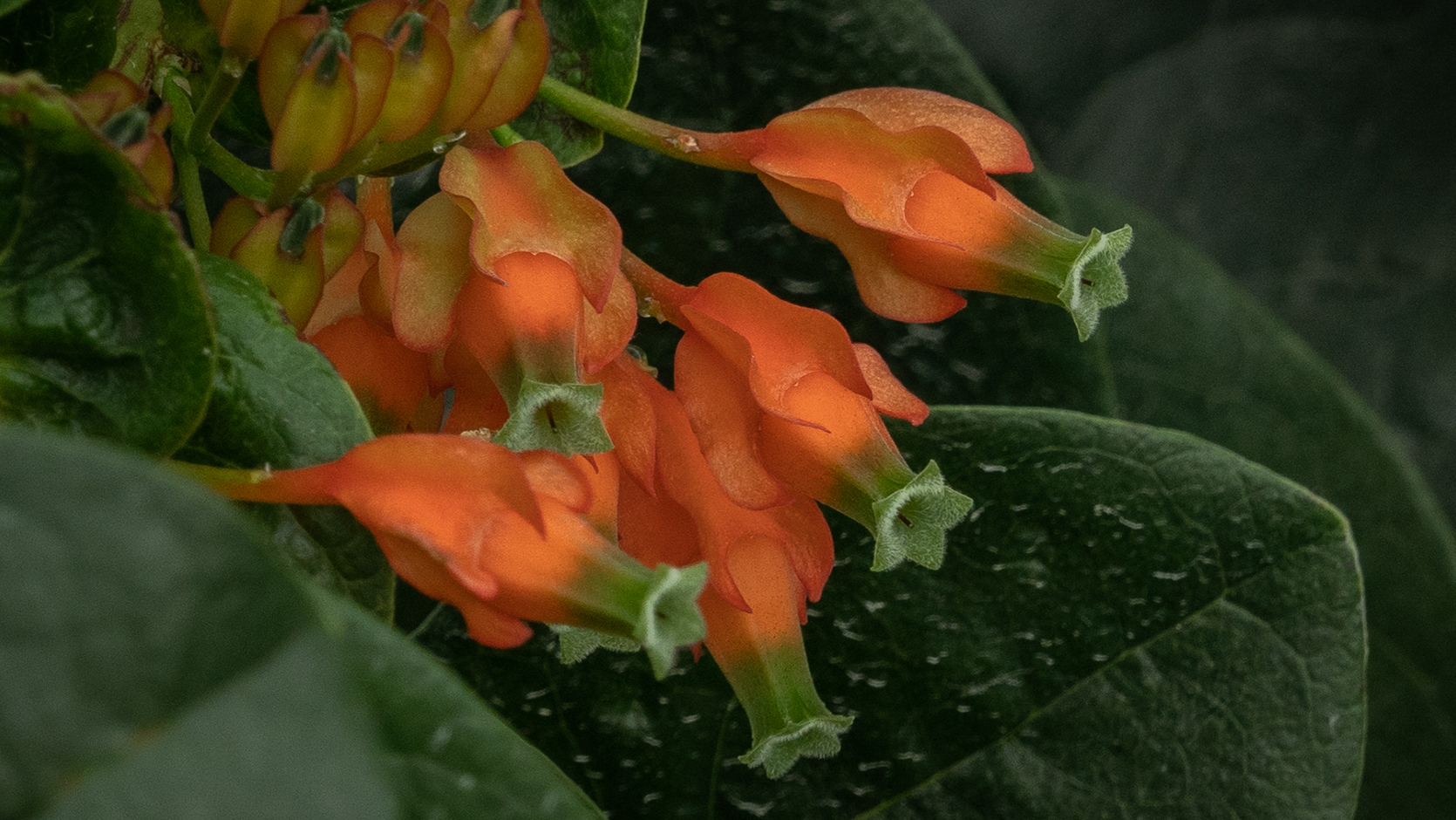 <i>Macleania pentaptera</i>