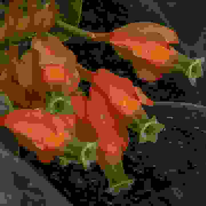 &lt;i&gt;Macleania pentaptera&lt;/i&gt;