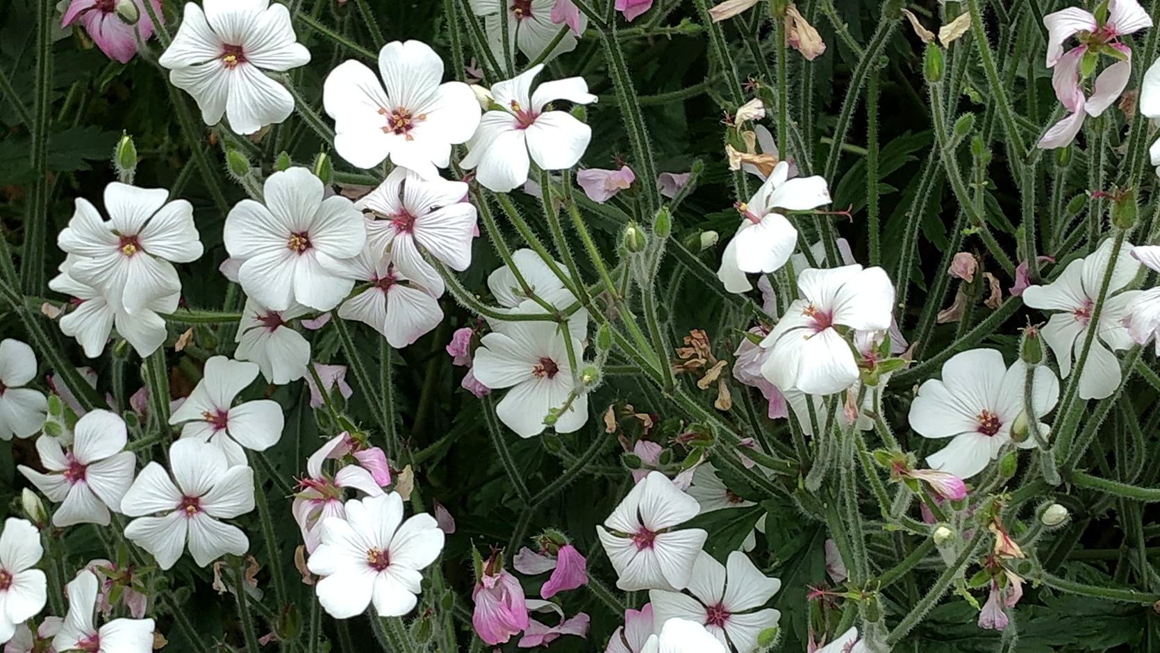 Madeira Cranesbill <i>(Geranium maderense)</i>