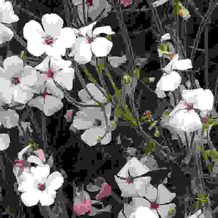 Madeira Cranesbill &lt;i&gt;(Geranium maderense)&lt;/i&gt;