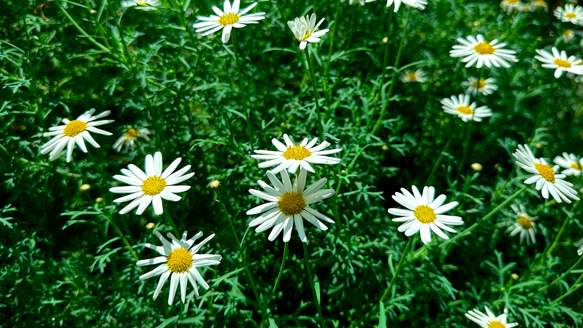 Marguerite Daisy (<i>Argyranthemum frutescens</i>)