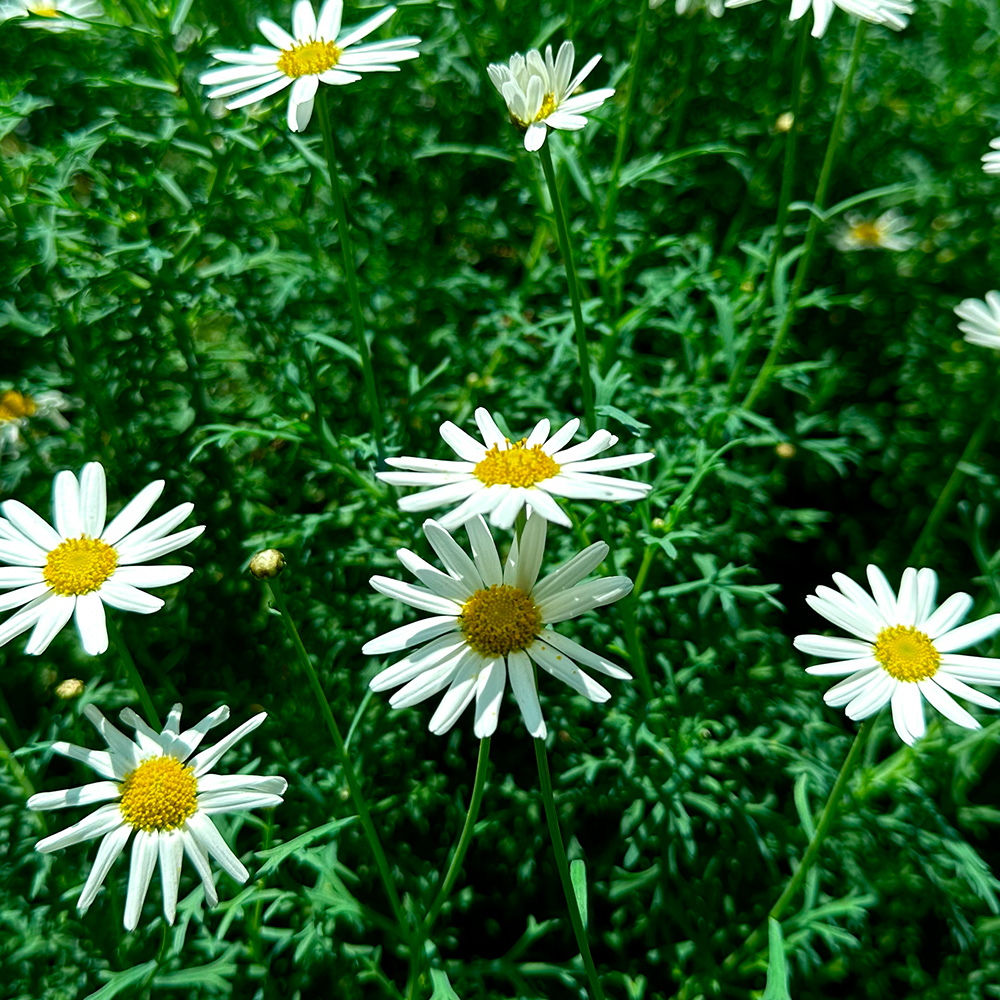 Marguerite Daisy (<i>Argyranthemum frutescens</i>)