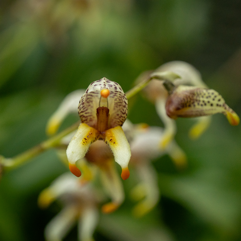 &lt;i&gt;Masdevallia pachyura&lt;/i&gt;