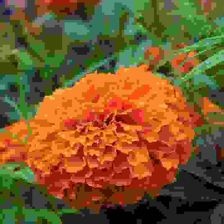 Mexican Marigold &lt;i&gt;(Tagetes erecta)&lt;/i&gt;