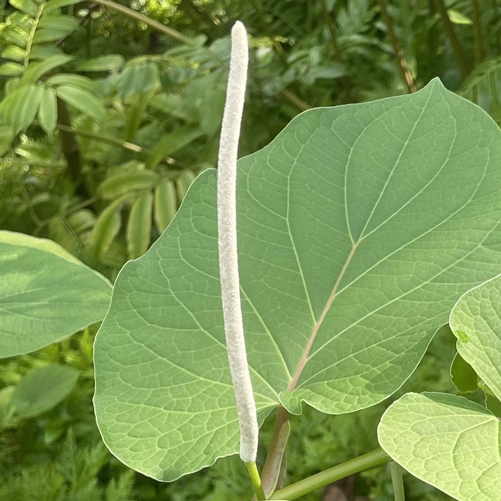 Mexican Pepperleaf  (&lt;i&gt;Piper auritum&lt;/i&gt;) 