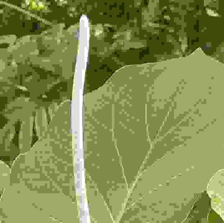 Mexican Pepperleaf  (&lt;i&gt;Piper auritum&lt;/i&gt;) 