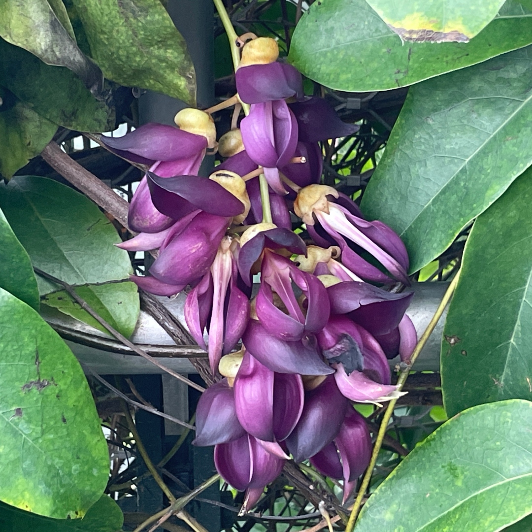 Evergreen Velvet Bean (&lt;i&gt;Mucuna sempervirens&lt;/i&gt;)