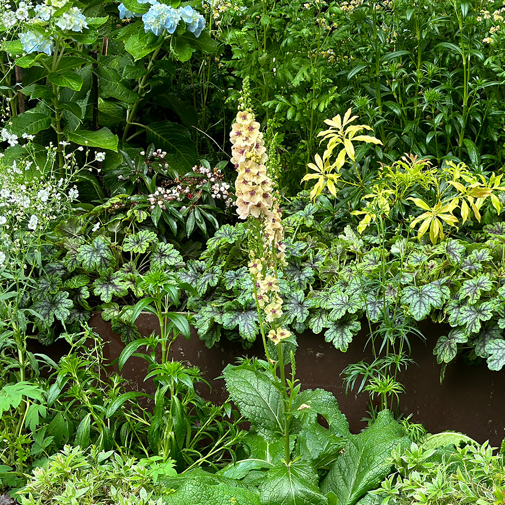 Mullein (&lt;i&gt;Verbascum&lt;/i&gt; &lsquo;Southern Charm&rsquo;)