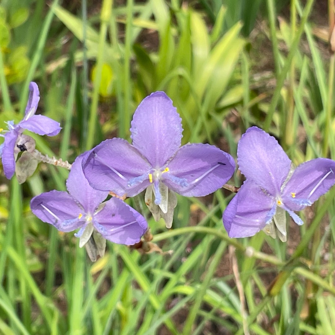 &lt;i&gt;Murdannia&lt;/i&gt; sp. aff. &lt;i&gt;gigantea&lt;/i&gt;
