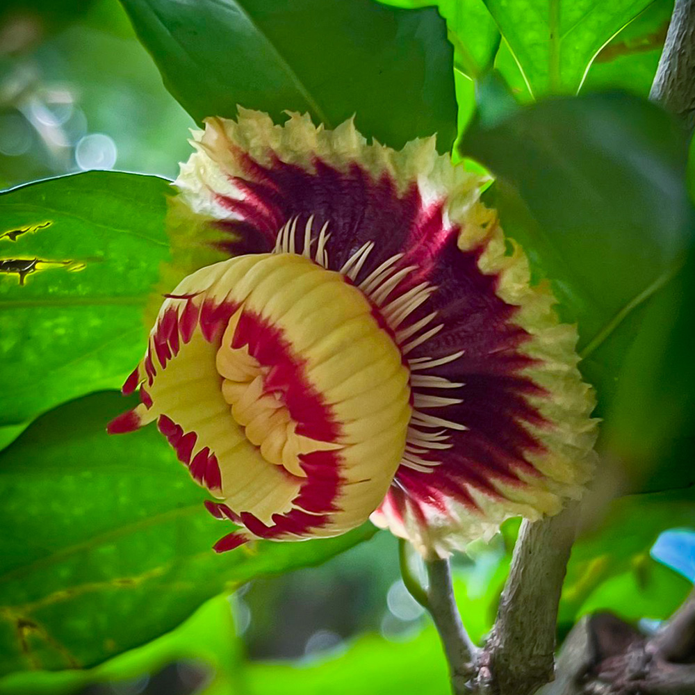 Napoleon&rsquo;s Hat (&lt;i&gt;Napoleonaea imperialis&lt;i&gt;)
