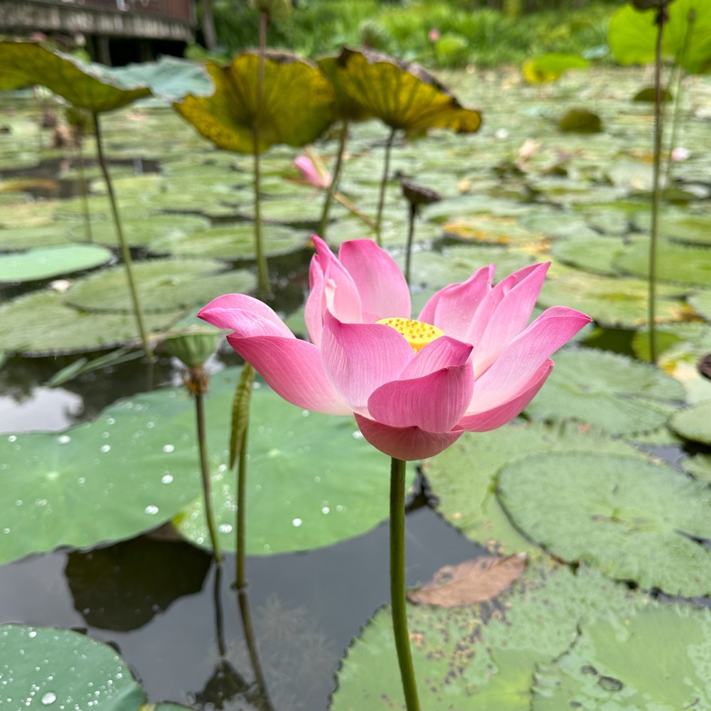 Sacred Lotus &lt;i&gt;(Nelumbo nucifera) &lt;/i&gt;