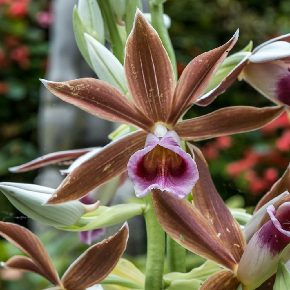 Nun&rsquo;s Orchid &lt;i&gt;(Phaius tankervilleae)&lt;/i&gt;