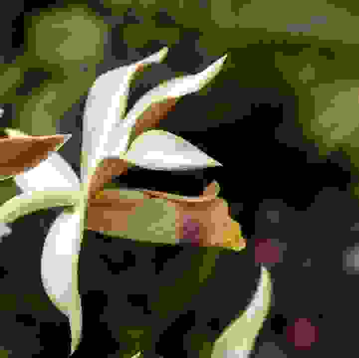 Nun&rsquo;s Orchid &lt;i&gt;(Phaius tankervilleae)&lt;/i&gt;