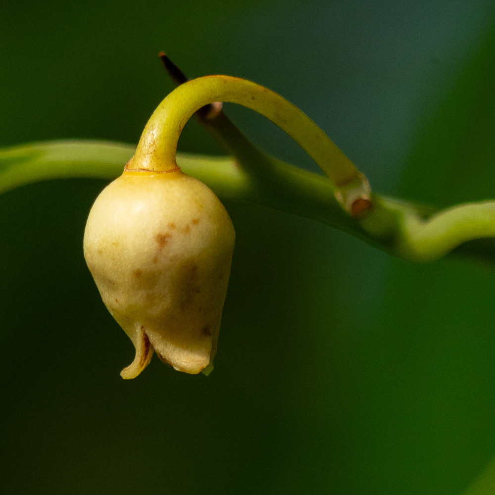 Nutmeg (&lt;i&gt;Myristica fragrans&lt;/i&gt;)