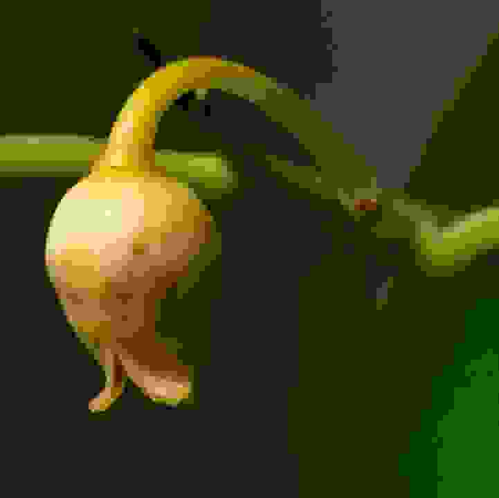 Nutmeg (&lt;i&gt;Myristica fragrans&lt;/i&gt;)
