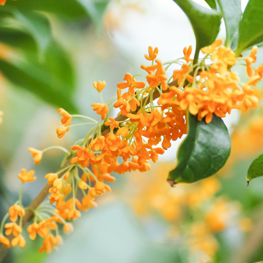 Orange Sweet Osmanthus  (&lt;i&gt;Osmanthus fragrans&lt;/i&gt; var. &lt;i&gt;aurantiacus&lt;/i&gt;) 