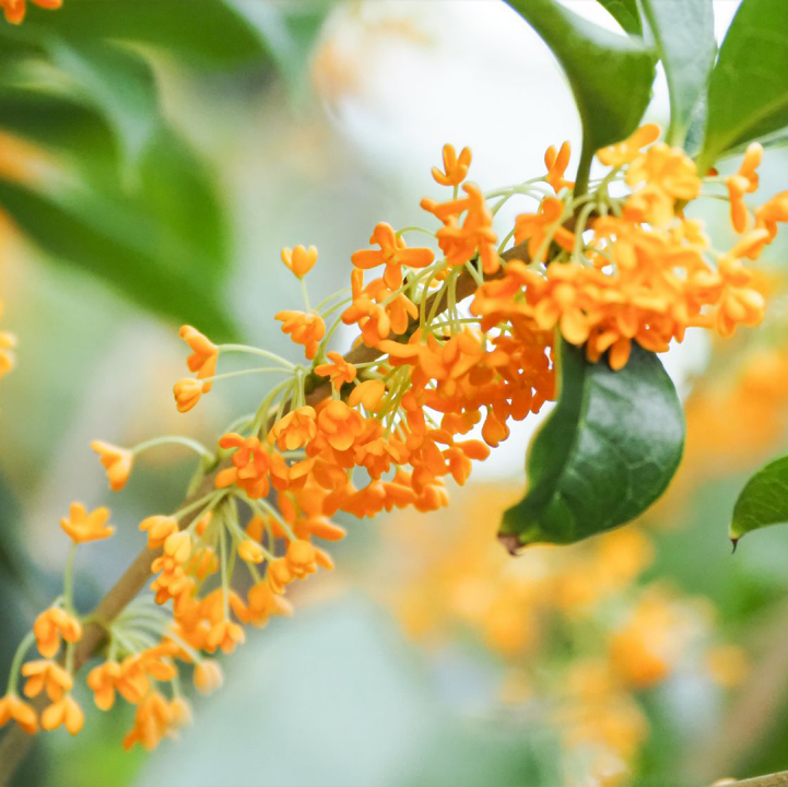 Orange Sweet Osmanthus  (&lt;i&gt;Osmanthus fragrans&lt;/i&gt; var. &lt;i&gt;aurantiacus&lt;/i&gt;) 