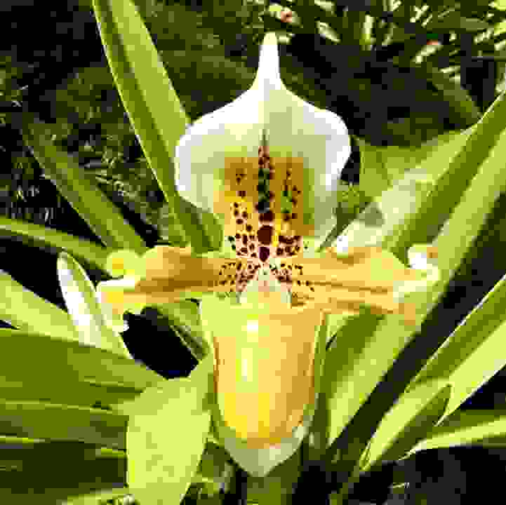 The Exiled Paphiopedilum (&lt;i&gt;Paphiopedilum exul&lt;/i&gt;)