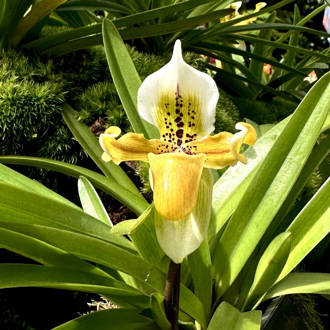 The Exiled Paphiopedilum (&lt;i&gt;Paphiopedilum exul&lt;/i&gt;)