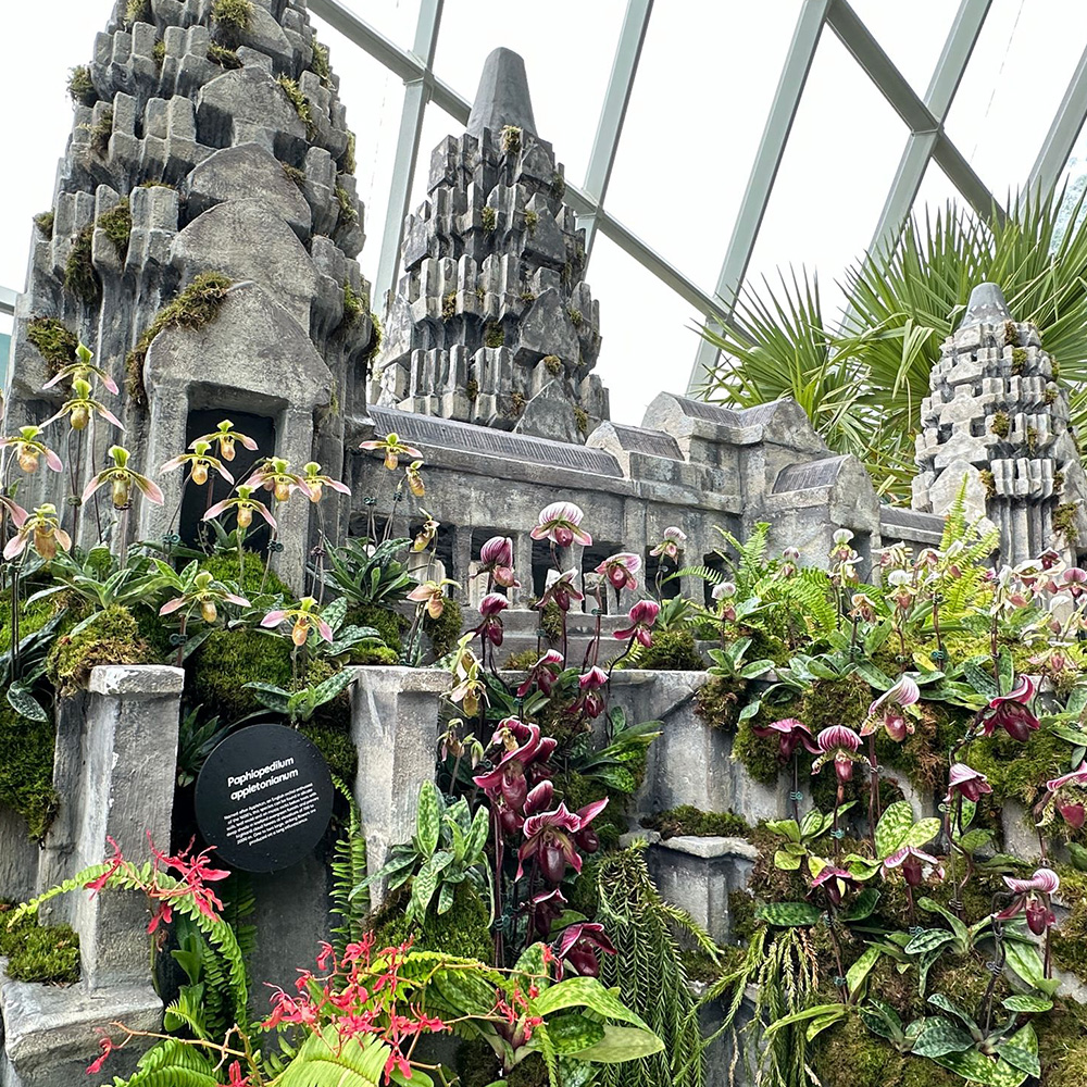 Asian Lady&rsquo;s Slipper Orchid  &lt;i&gt;(&lt;/i&gt;&lt;i&gt;Paphiopedilum&lt;/i&gt; species and cultivars&lt;i&gt;)&lt;/i&gt;