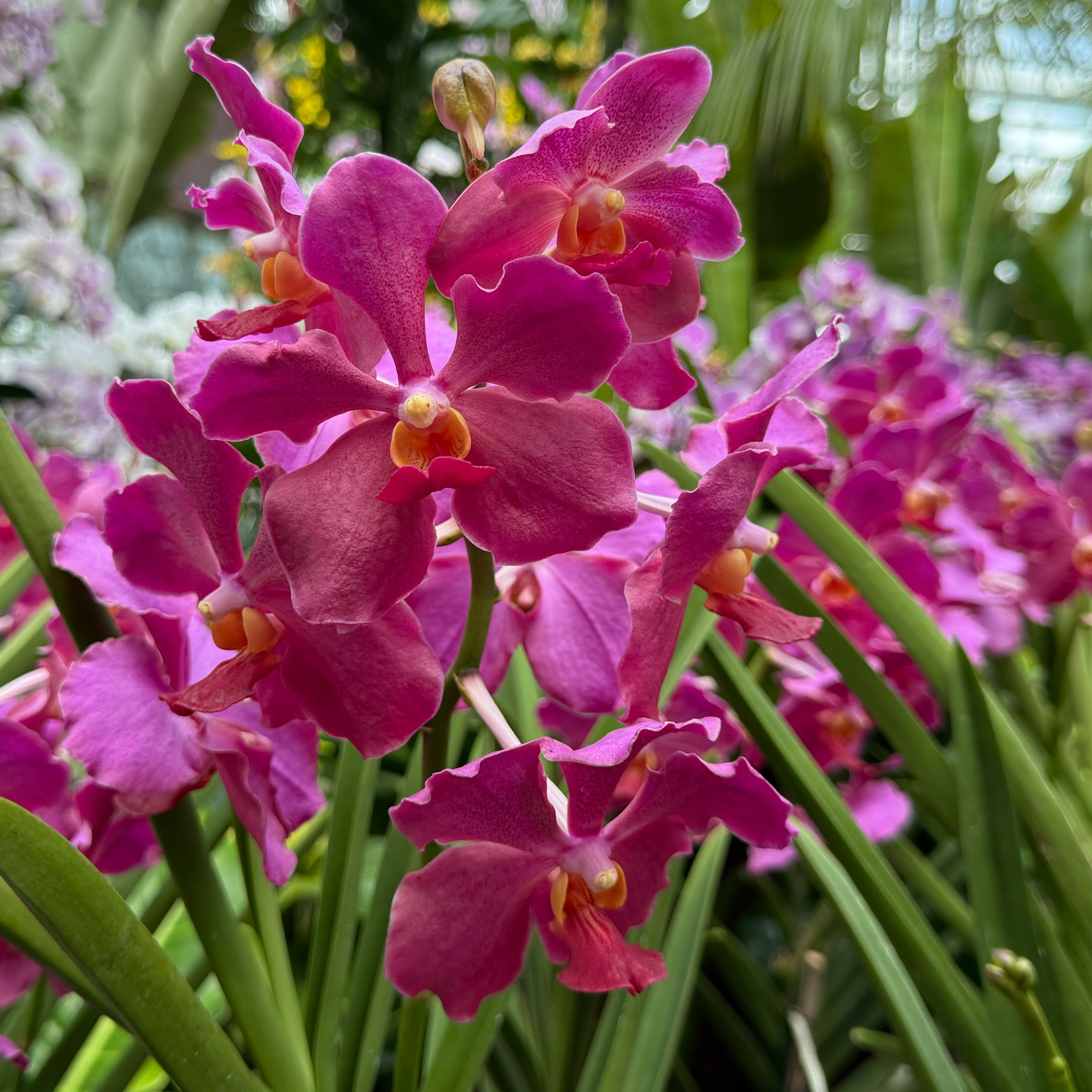 &lt;i&gt;Papilionanda&lt;/i&gt; hybrids