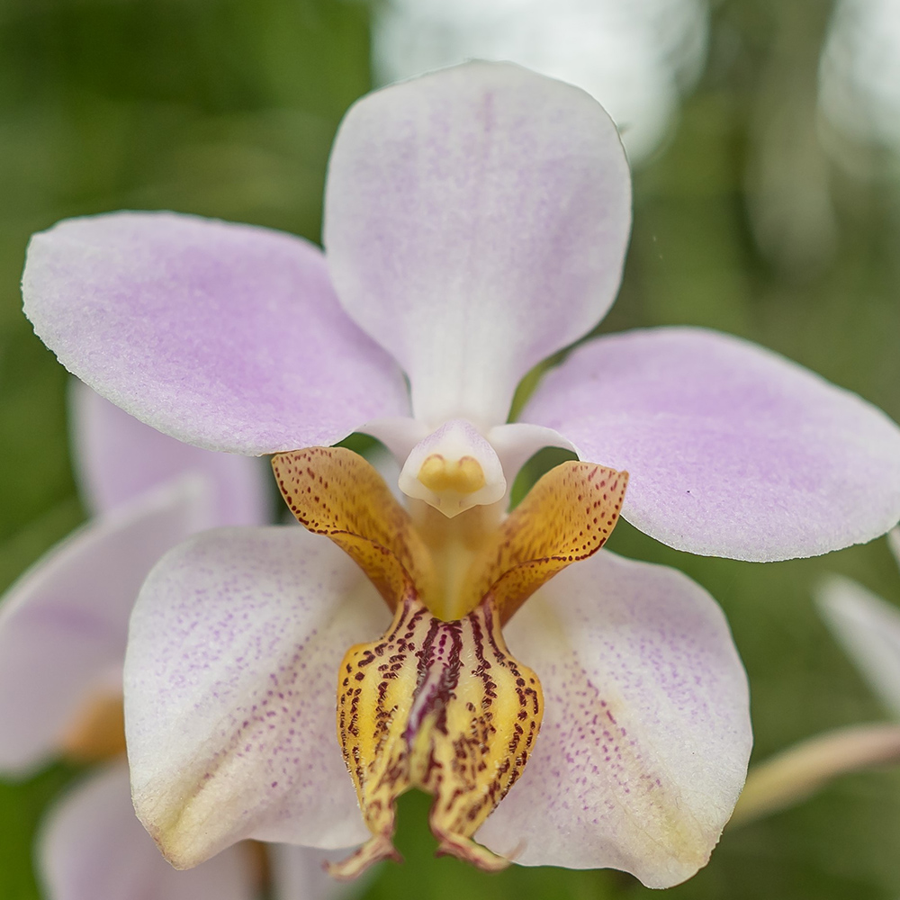 &lt;i&gt;Papilionanthe&lt;/i&gt; Mandai Gardens