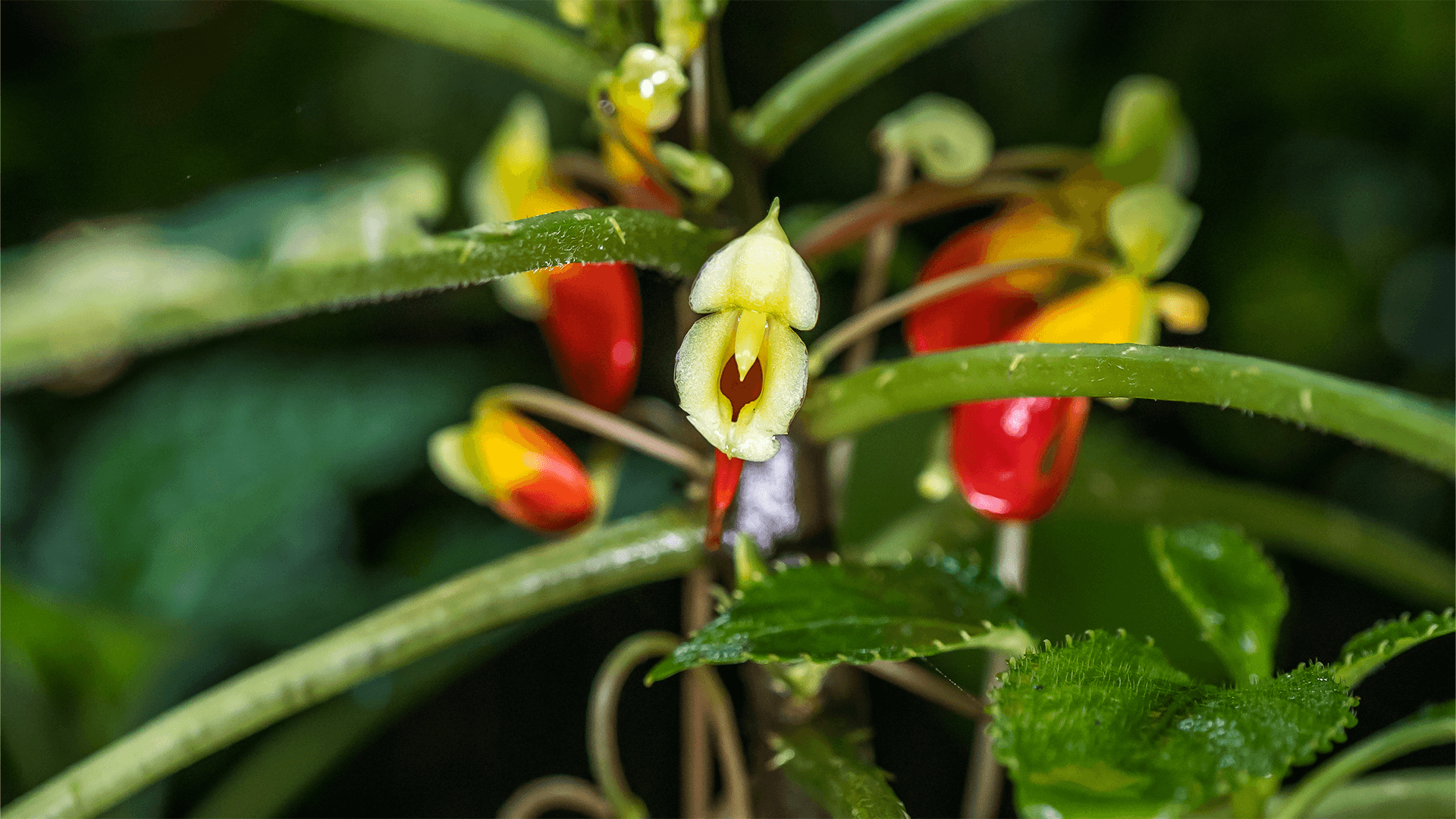 Parrot Impatiens <i>(Impatiens niamniamensis)</i>