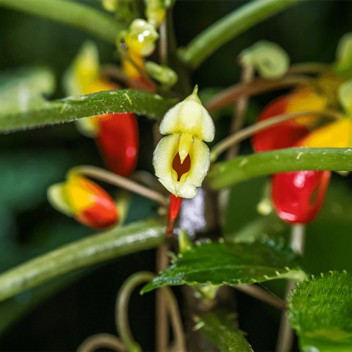 Parrot Impatiens &lt;i&gt;(Impatiens niamniamensis)&lt;/i&gt;