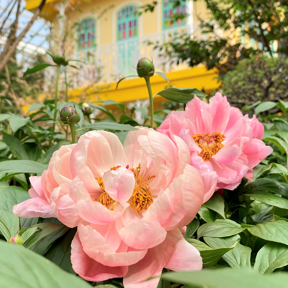 Peony (&lt;i&gt;Paeonia&lt;/i&gt; cultivars and species)