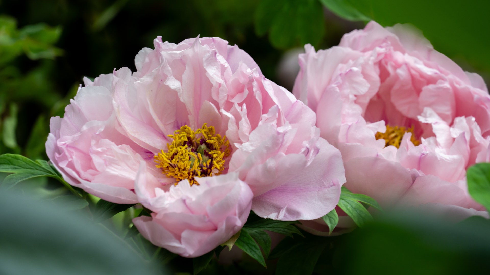 Peony cultivars (<i>Paeonia</i> species, cultivars, and hybrids)