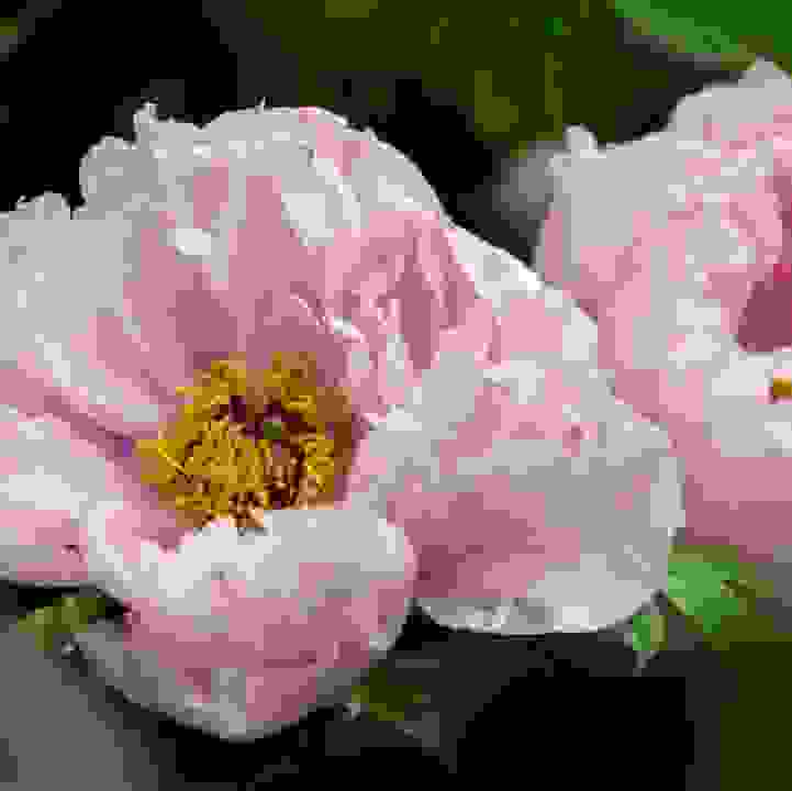 Peony cultivars (&lt;i&gt;Paeonia&lt;/i&gt; species, cultivars, and hybrids)