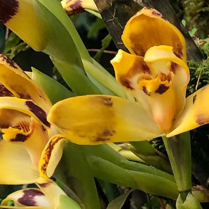 Perry&rsquo;s Maxillaria (&lt;i&gt;Maxillaria perryae&lt;/i&gt;) 