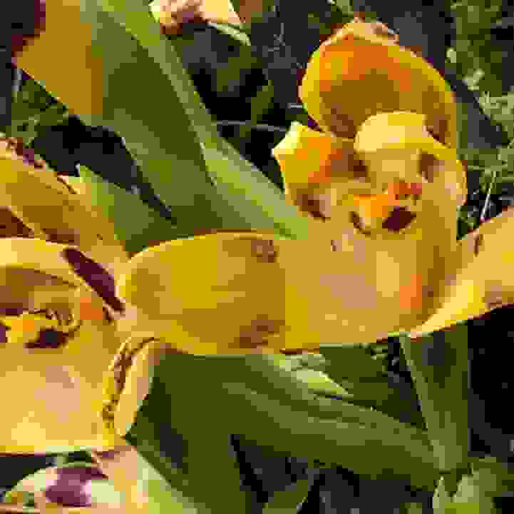 Perry&rsquo;s Maxillaria (&lt;i&gt;Maxillaria perryae&lt;/i&gt;) 