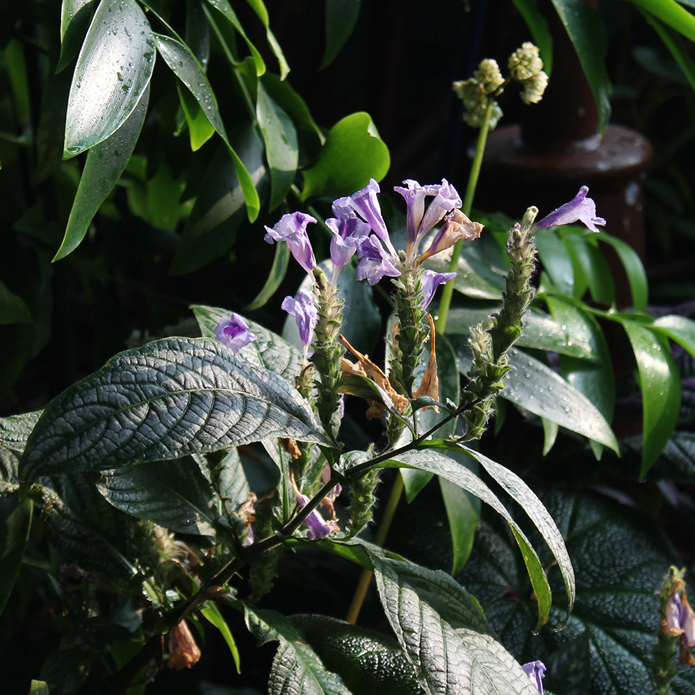 Persian shield &lt;i&gt;(Strobilanthes dyerianus)&lt;/i&gt;