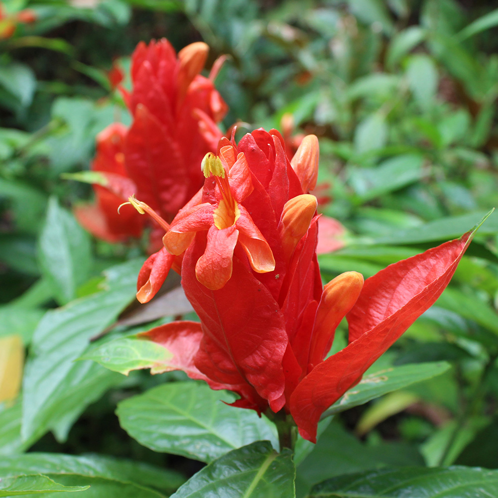 Peruvian Wild Petunia  (&lt;i&gt;Ruellia chartacea&lt;/i&gt;)