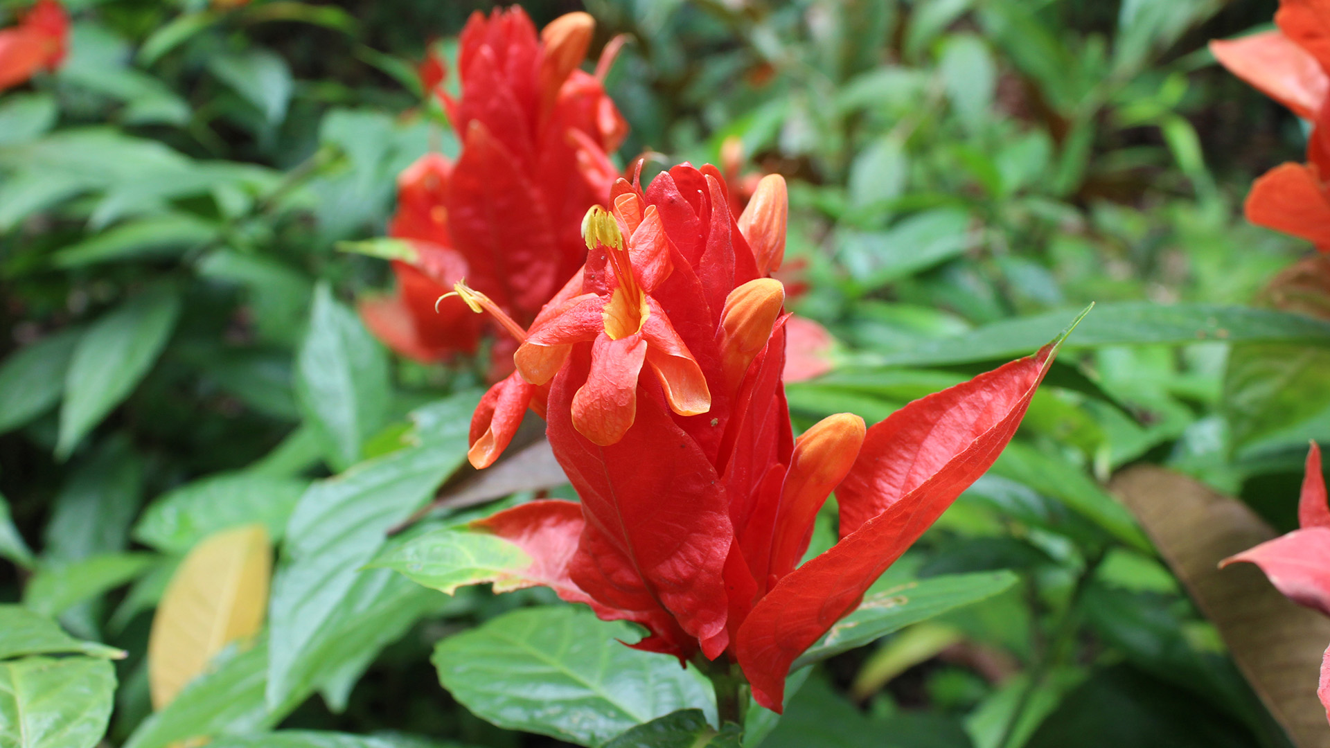 Peruvian Wild Petunia  (<i>Ruellia chartacea</i>)